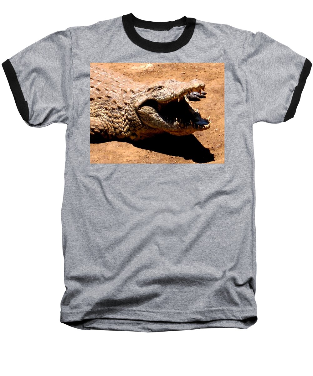 Animals Baseball T-Shirt featuring the photograph Put It Right Here by Jay Milo