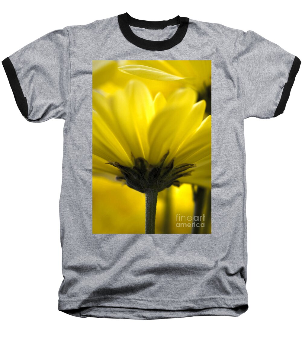 Yellow Daisy Baseball T-Shirt featuring the photograph Radiant Yellow by Deb Halloran