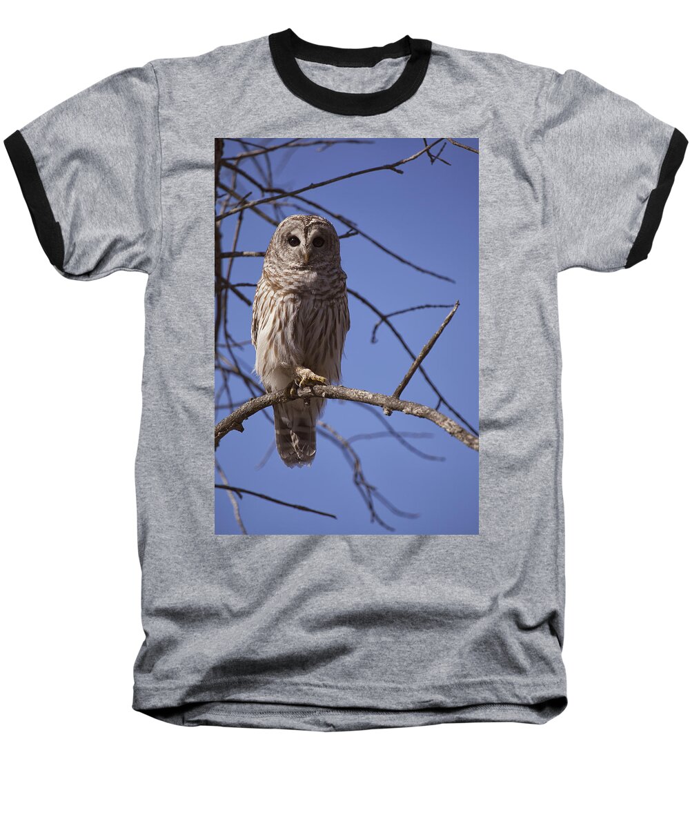 Owl Baseball T-Shirt featuring the photograph Ready for Takeoff by Eunice Gibb