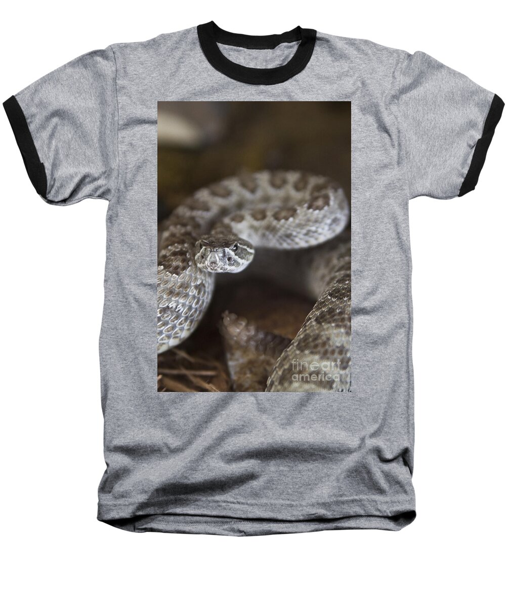 Rattler Baseball T-Shirt featuring the photograph A Rattlesnake Thats Ready to Strike by Steve Triplett