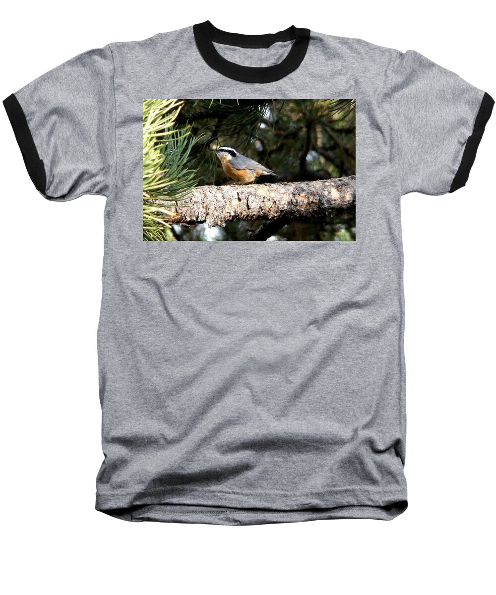 Colorado Baseball T-Shirt featuring the photograph Red-breasted Nuthatch in Pine Tree by Marilyn Burton