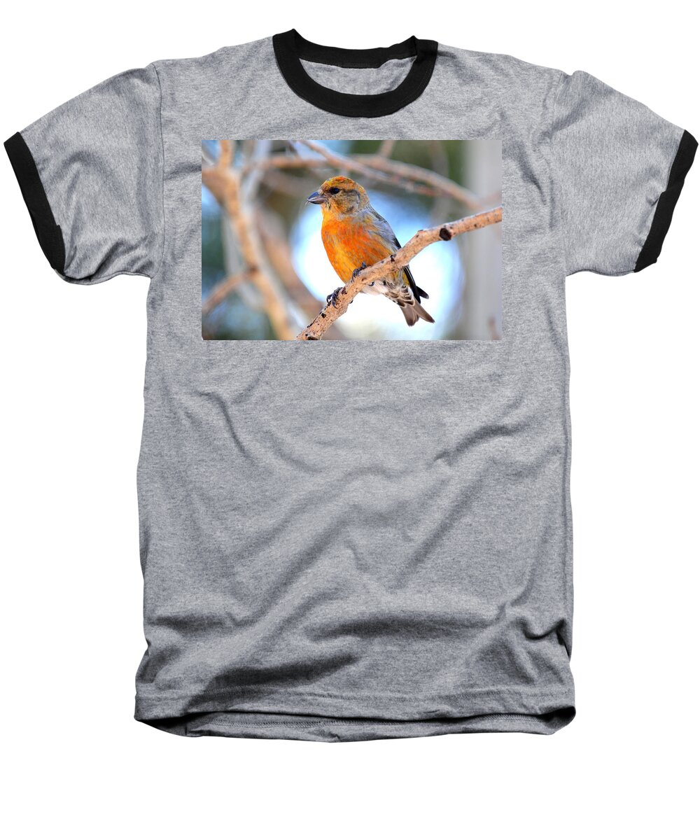 Colorado Baseball T-Shirt featuring the photograph Red Crossbill on Aspen by Marilyn Burton