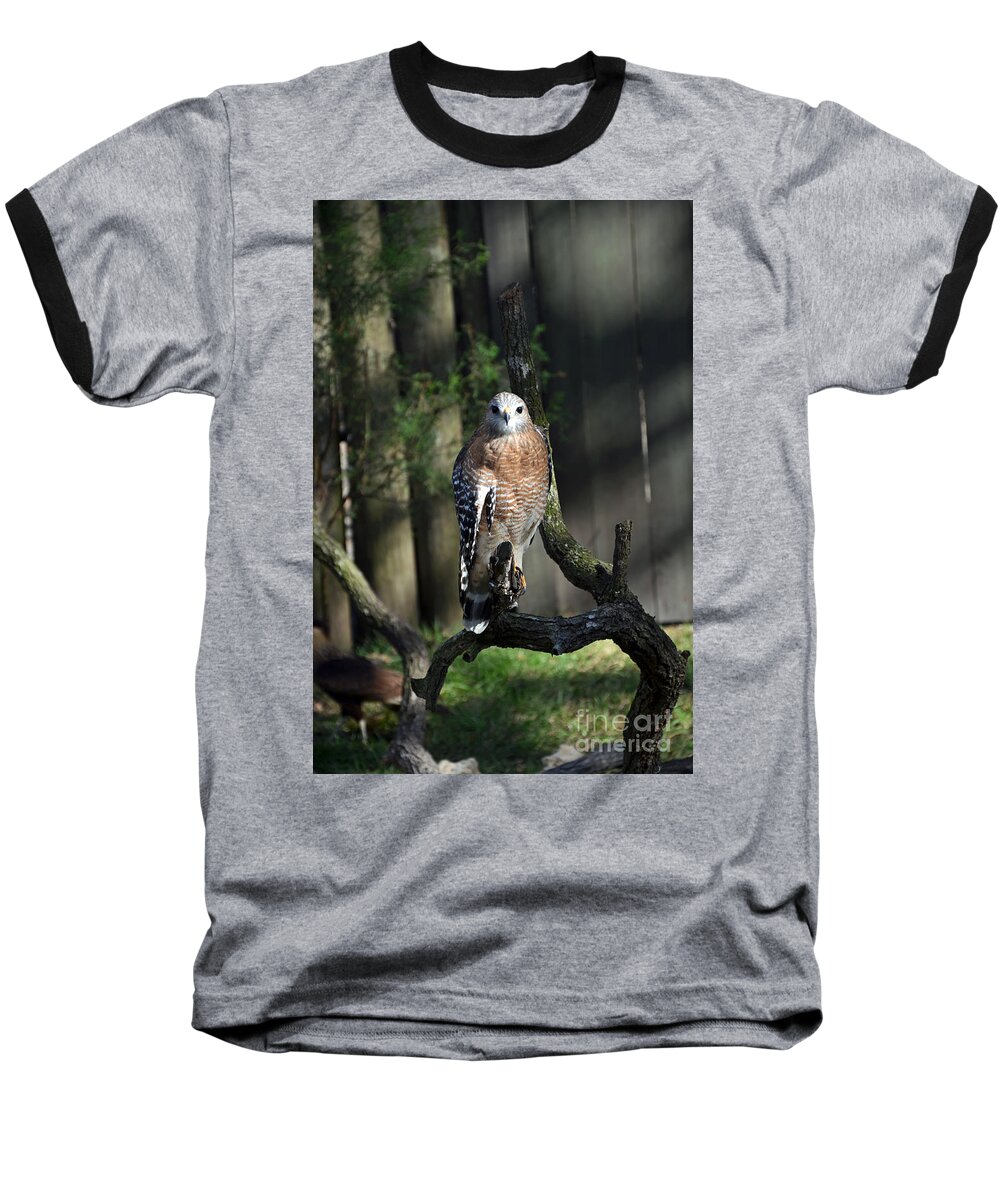 Red-shoulder Hawk Baseball T-Shirt featuring the photograph Red Shouldered-Hawk by Robert Meanor