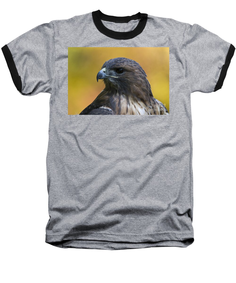 Red Tailed Hawk Baseball T-Shirt featuring the photograph Red Tailed Hawk by John Greco