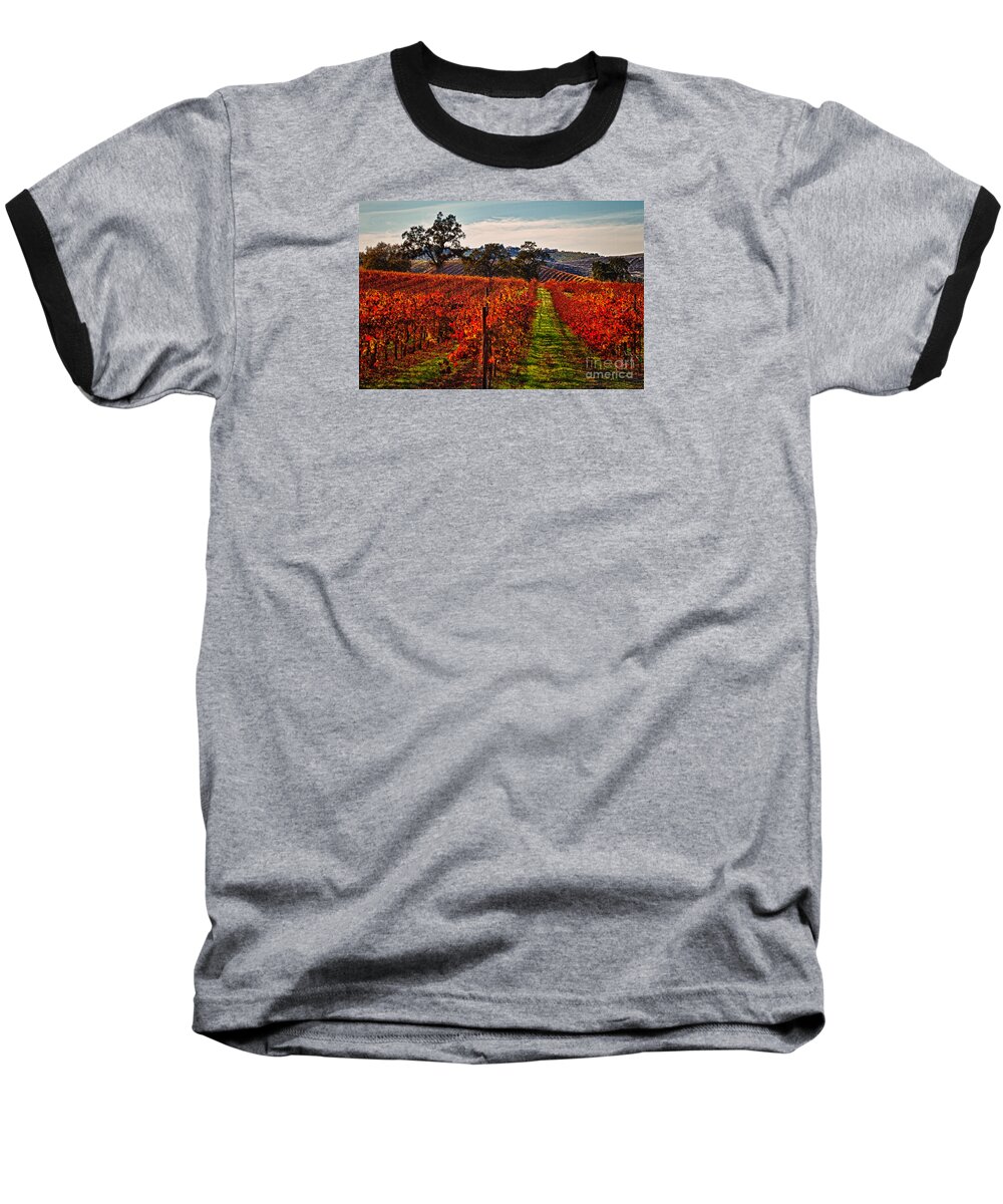 Grapes Baseball T-Shirt featuring the photograph Red Vines by Alice Cahill