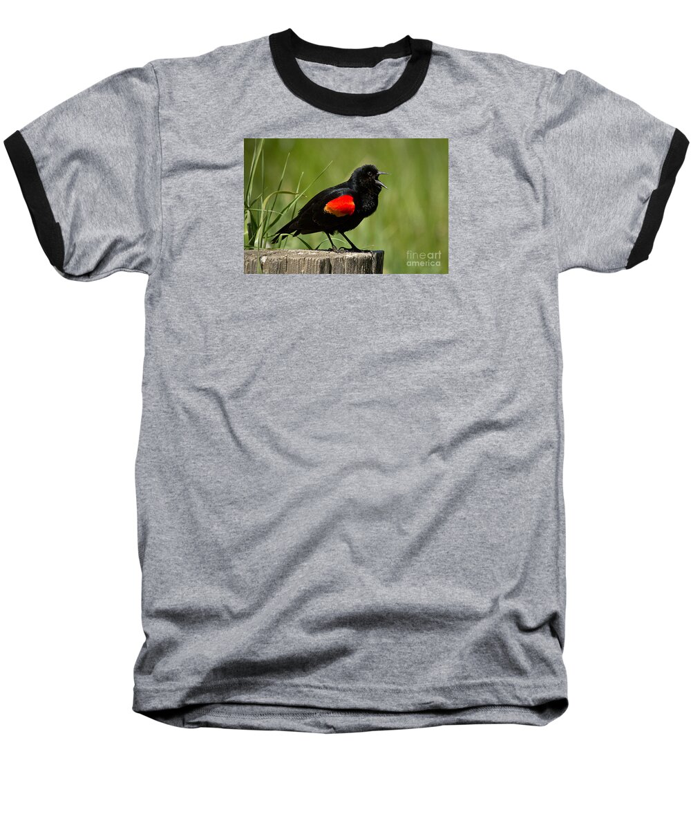 Bird Baseball T-Shirt featuring the photograph Red-winged Blackbird singing by Alice Cahill