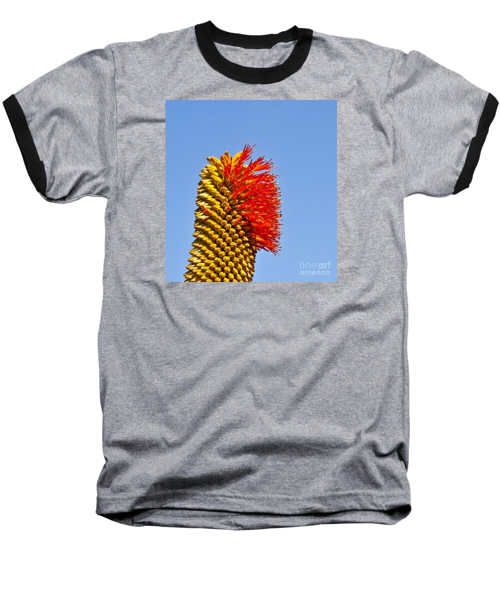 Cactus Baseball T-Shirt featuring the photograph Red yellow and blue by Liz Leyden