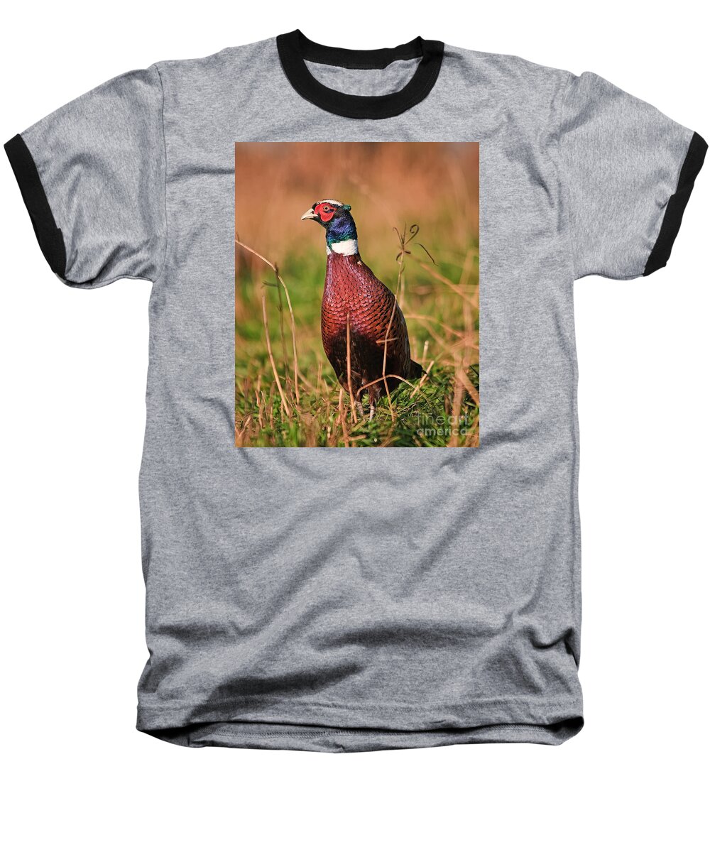 Pheasant Baseball T-Shirt featuring the photograph Ring-necked Pheasant Profile by Timothy Flanigan