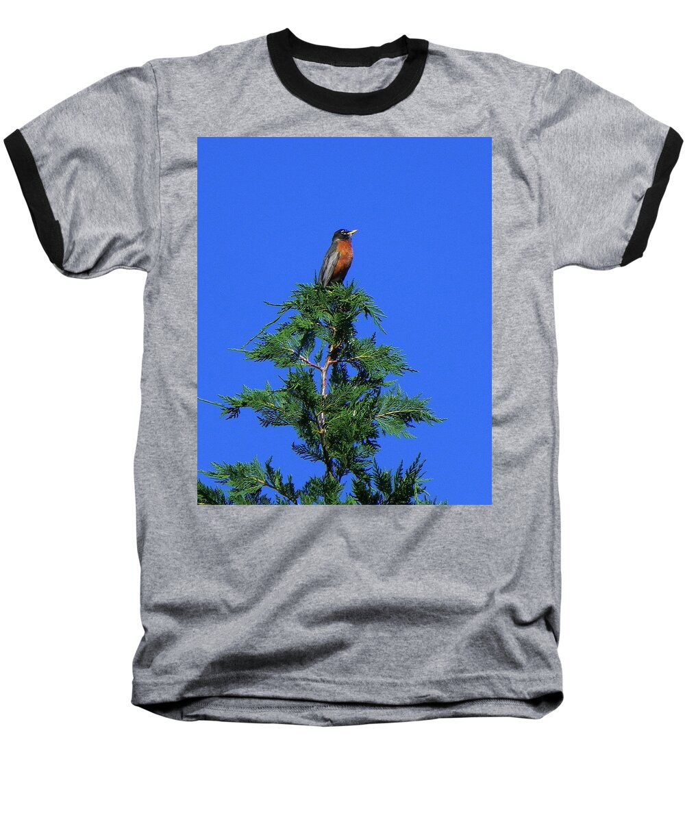 Robin Baseball T-Shirt featuring the photograph Robin Christmas Tree Topper by Bill Swartwout