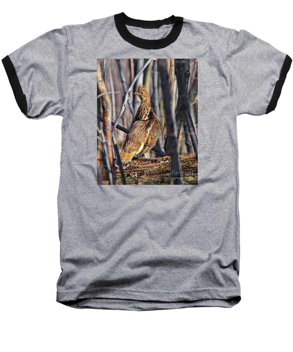 Ruffed Grouse Baseball T-Shirt featuring the photograph Ruffed Grouse on Drumming Log by Timothy Flanigan