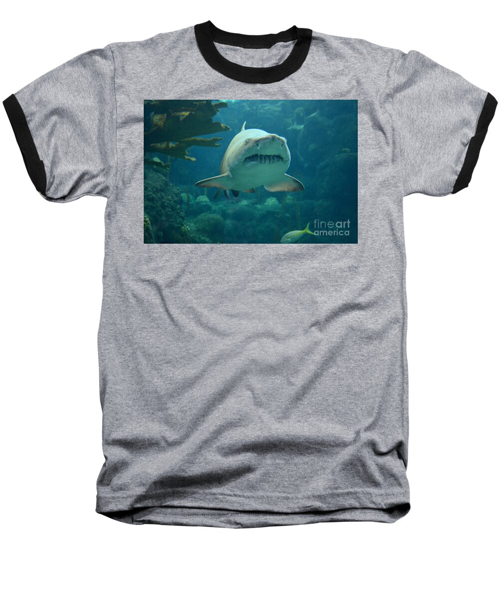 Sand Shark Baseball T-Shirt featuring the photograph Sand Shark by Robert Meanor