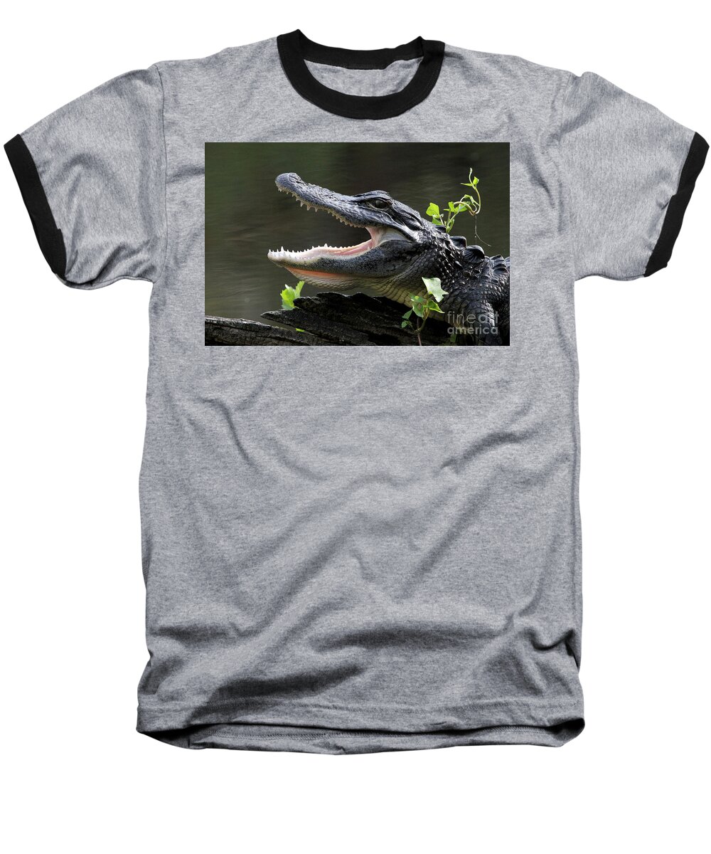 American Alligator Baseball T-Shirt featuring the photograph Say Aah - American Alligator by Meg Rousher