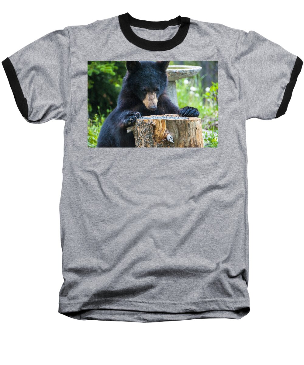 Black Bear Baseball T-Shirt featuring the photograph Saying Grace by Matt Swinden