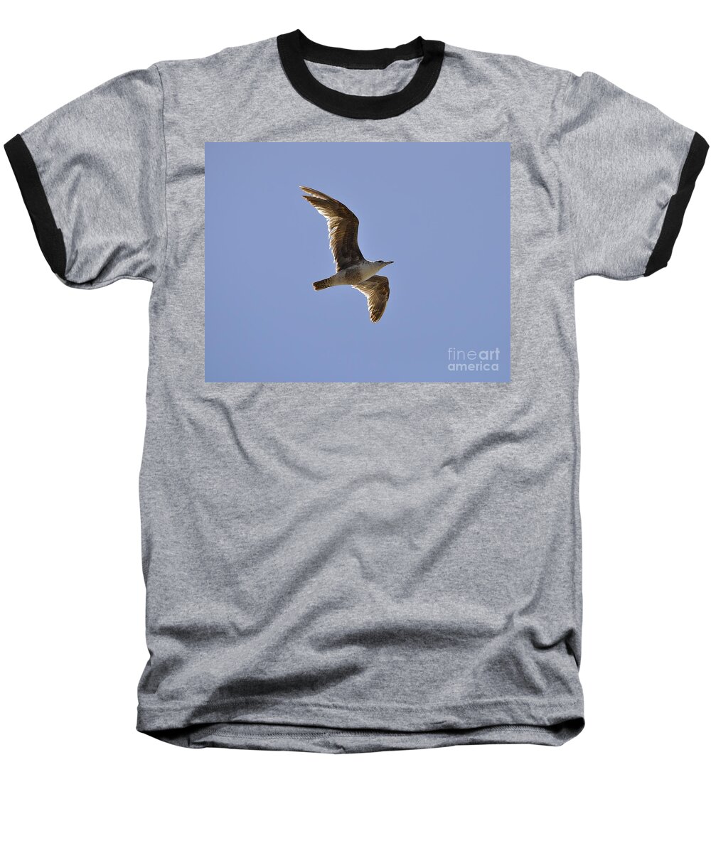 Seagull Baseball T-Shirt featuring the photograph Seagull n Light by Bridgette Gomes