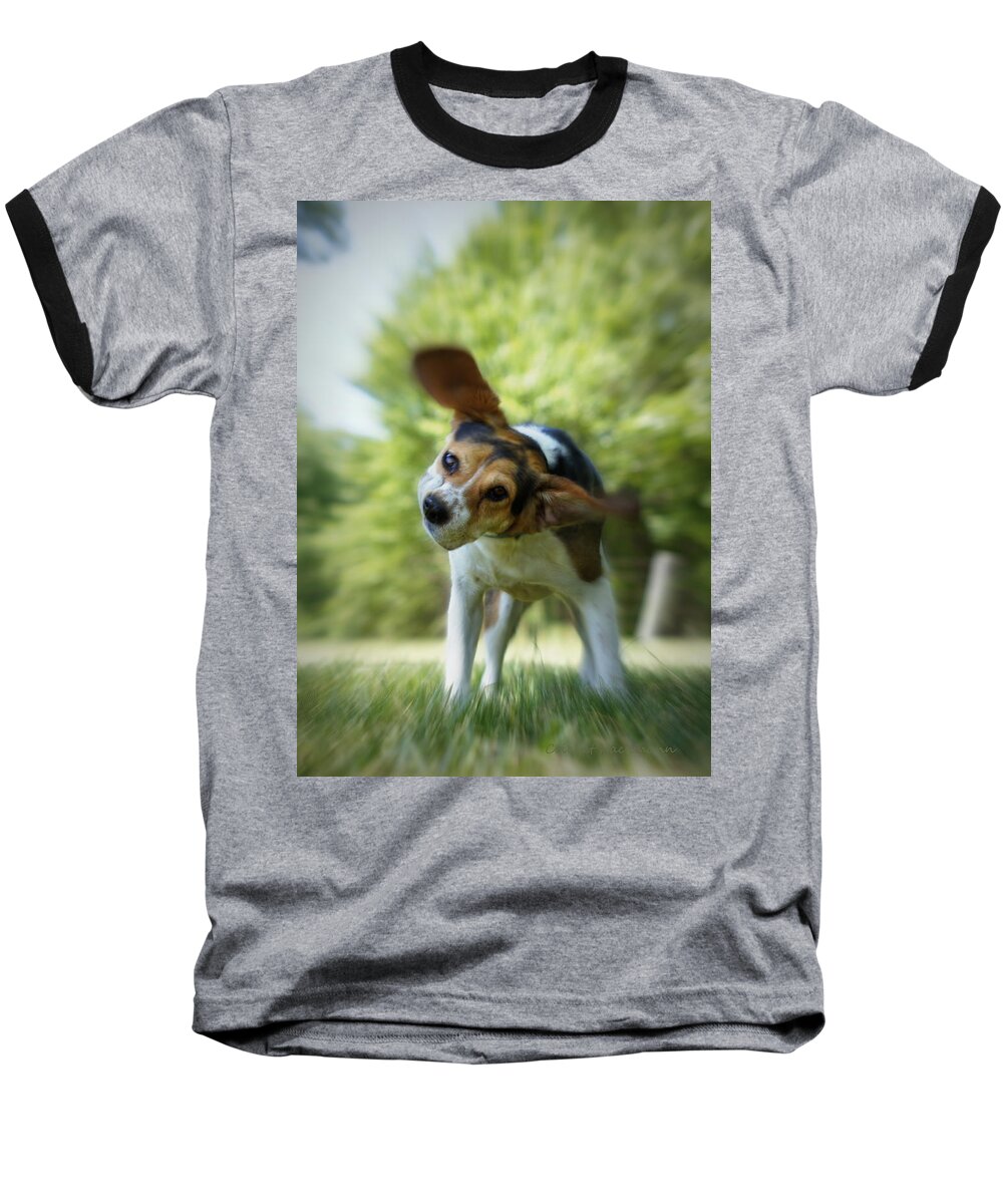 Beagle Baseball T-Shirt featuring the photograph Shake Shake Shake by Cricket Hackmann