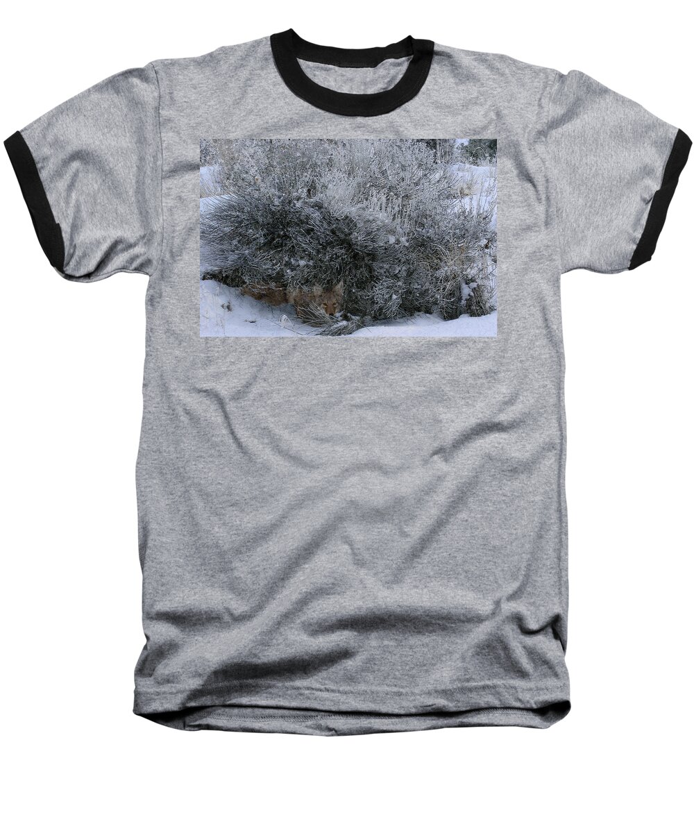 Coyote Baseball T-Shirt featuring the photograph Silent Accord by Ed Hall