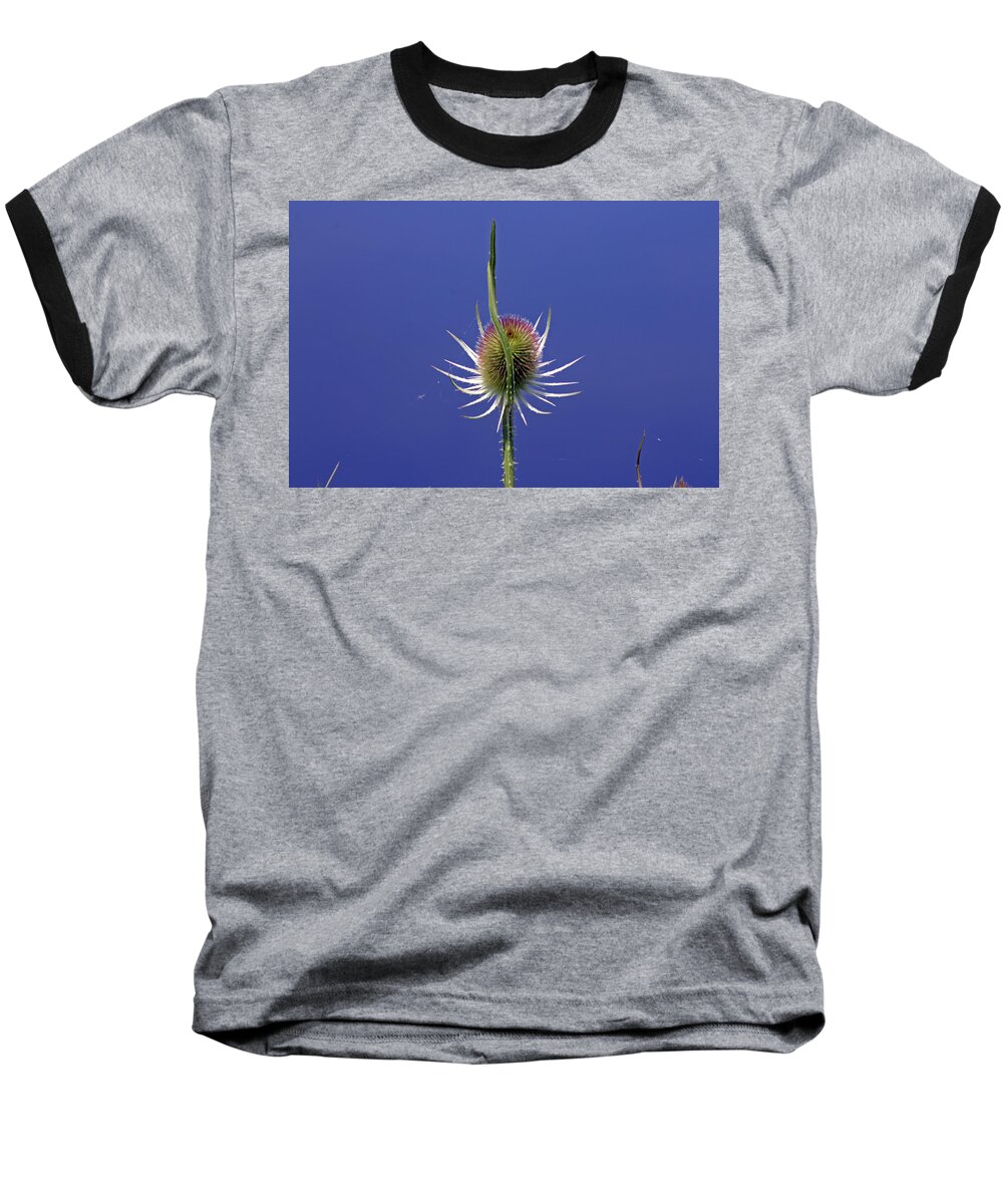 Cotswolds Baseball T-Shirt featuring the photograph Single Teasel by Tony Murtagh