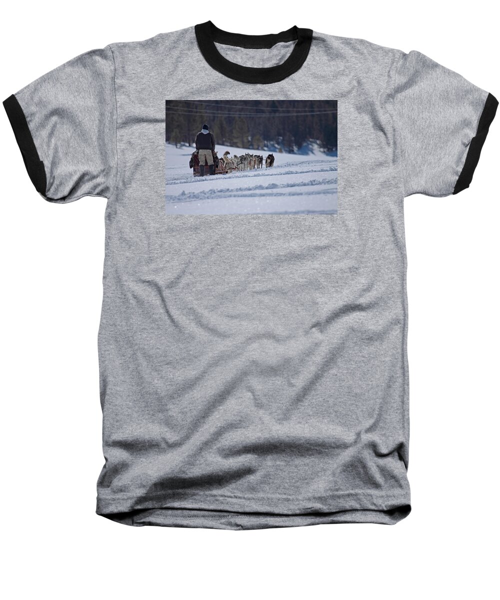 Dogs Baseball T-Shirt featuring the photograph Sled Dog by Duncan Selby