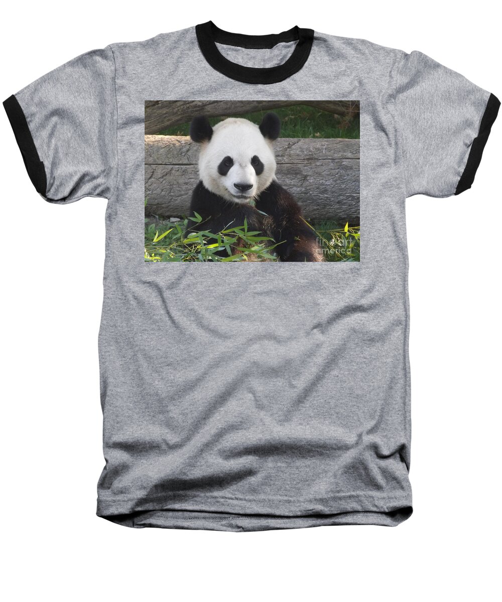 Panda Baseball T-Shirt featuring the photograph Smiling Giant Panda by Lingfai Leung