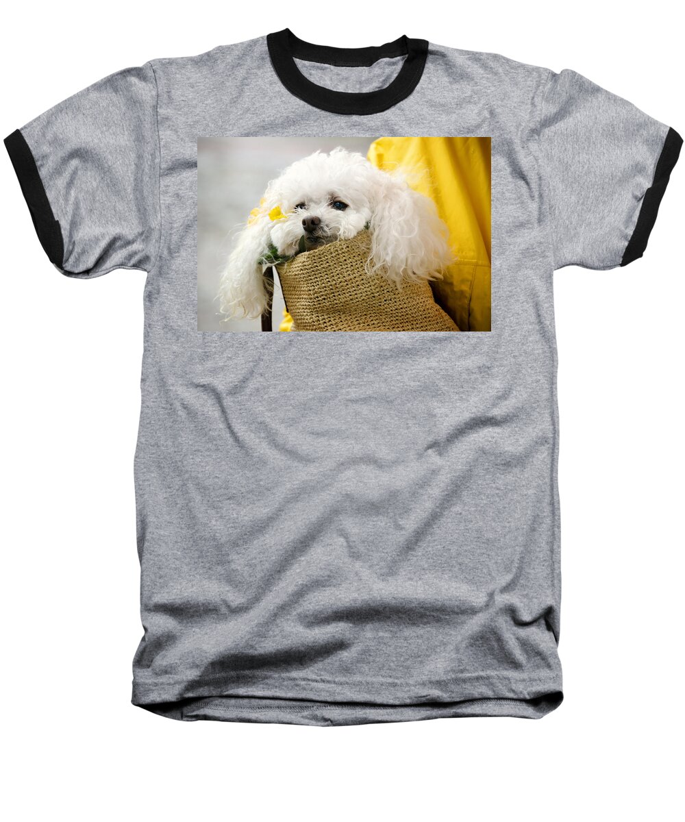 Animal Baseball T-Shirt featuring the photograph Snuggled Poodle Dog by Donna Doherty
