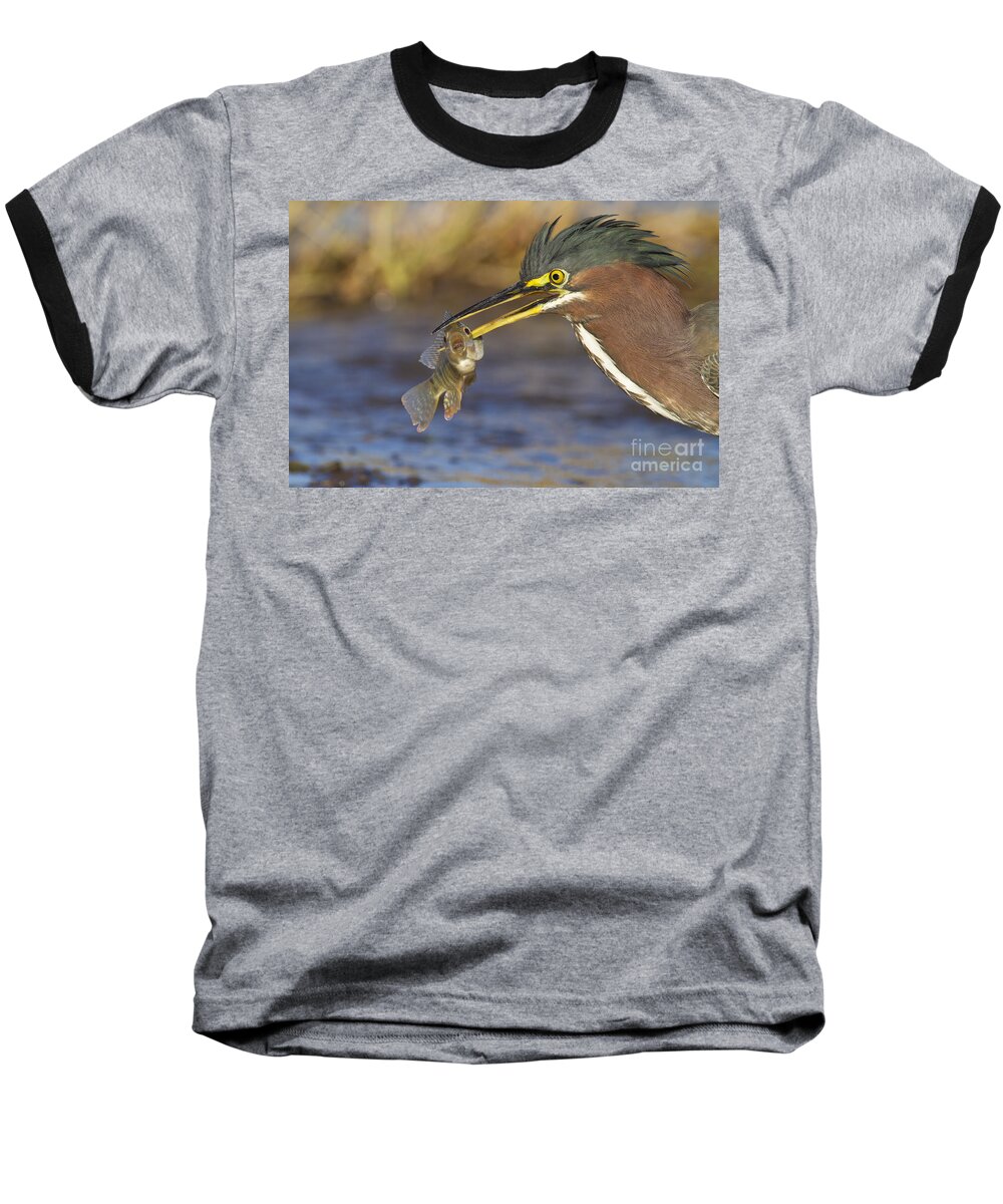 Green Heron Baseball T-Shirt featuring the photograph Speared by Bryan Keil