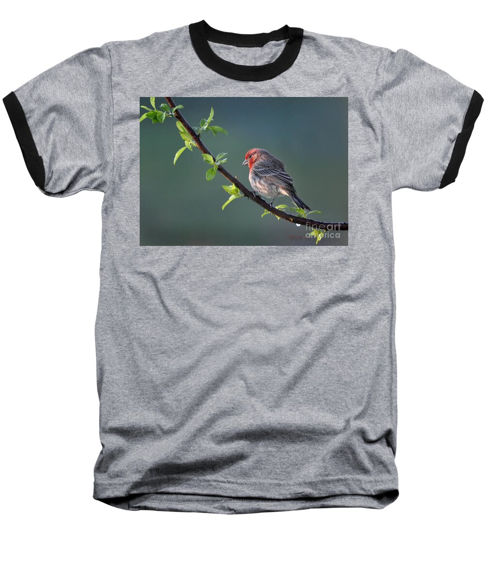 Nature Baseball T-Shirt featuring the photograph Song Bird In Spring by Nava Thompson