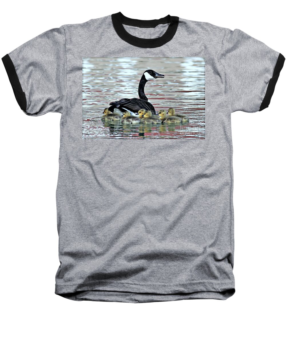 Canada Goose Baseball T-Shirt featuring the photograph Spring's First Goslings by Elizabeth Winter