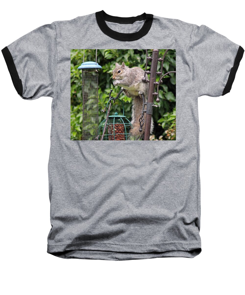 Grey Squirrel Baseball T-Shirt featuring the photograph Squirrel eating nuts by Tony Murtagh