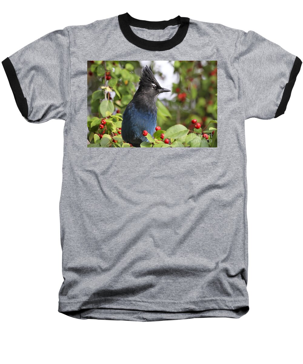 Bird Baseball T-Shirt featuring the photograph Steller's Jay and Red Berries by Teresa Zieba