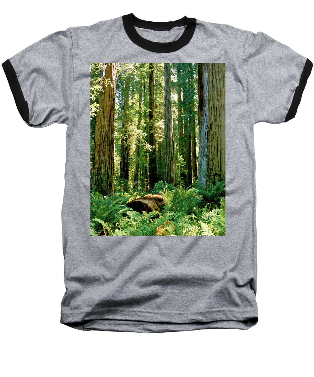 Stout Grove Baseball T-Shirt featuring the photograph Stout Grove Coastal Redwoods by Ed Riche