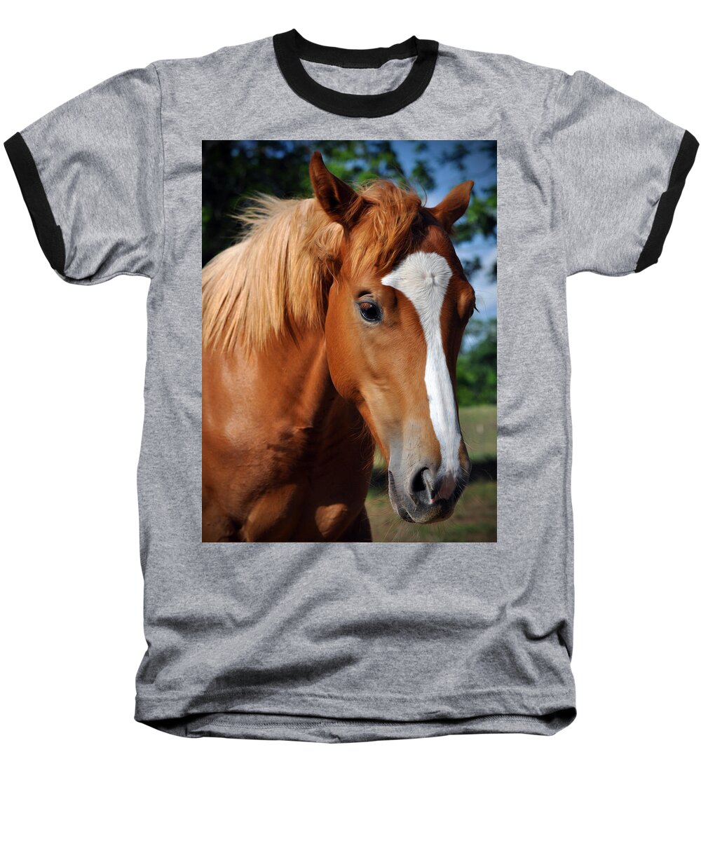  Equine Face Baseball T-Shirt featuring the photograph Stud Horse by Savannah Gibbs