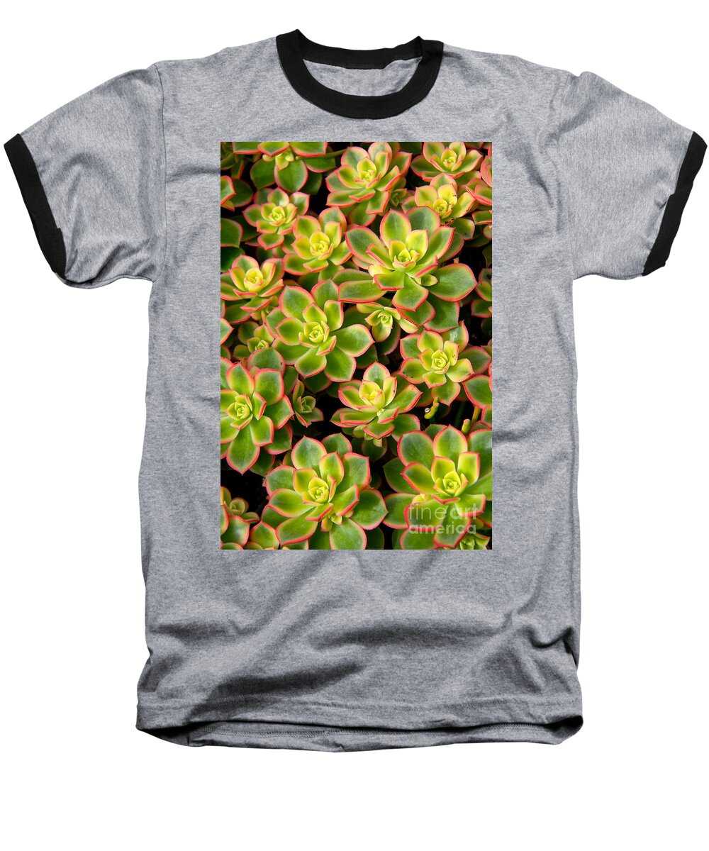Cactus Baseball T-Shirt featuring the photograph Succulent Glow by Suzanne Oesterling