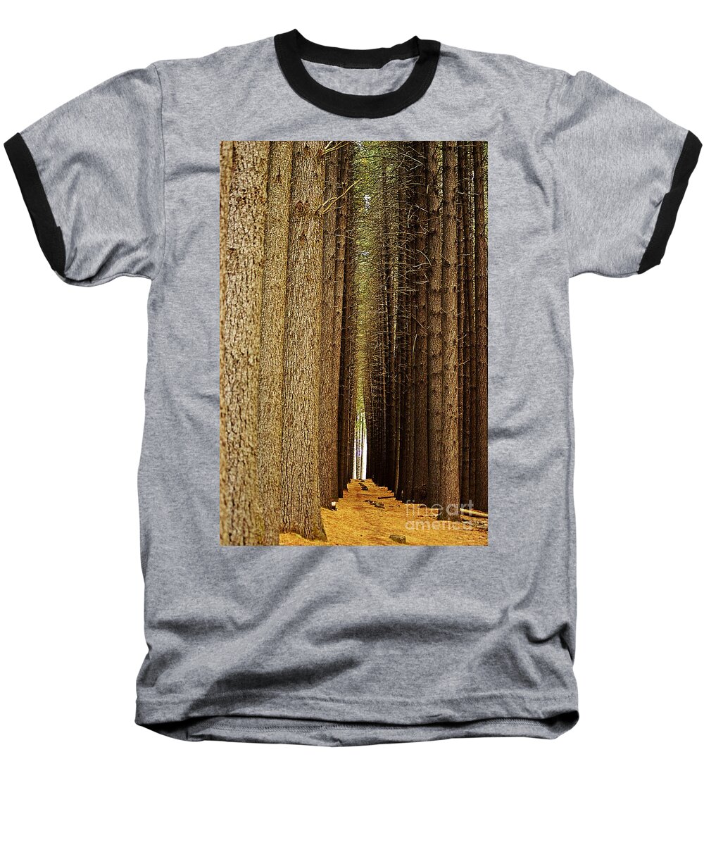Blair Stuart Baseball T-Shirt featuring the photograph Sugar Pine Walk by Blair Stuart
