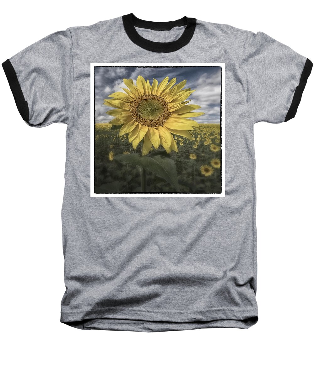 Flowers Baseball T-Shirt featuring the photograph Summer Sun by Robert Fawcett