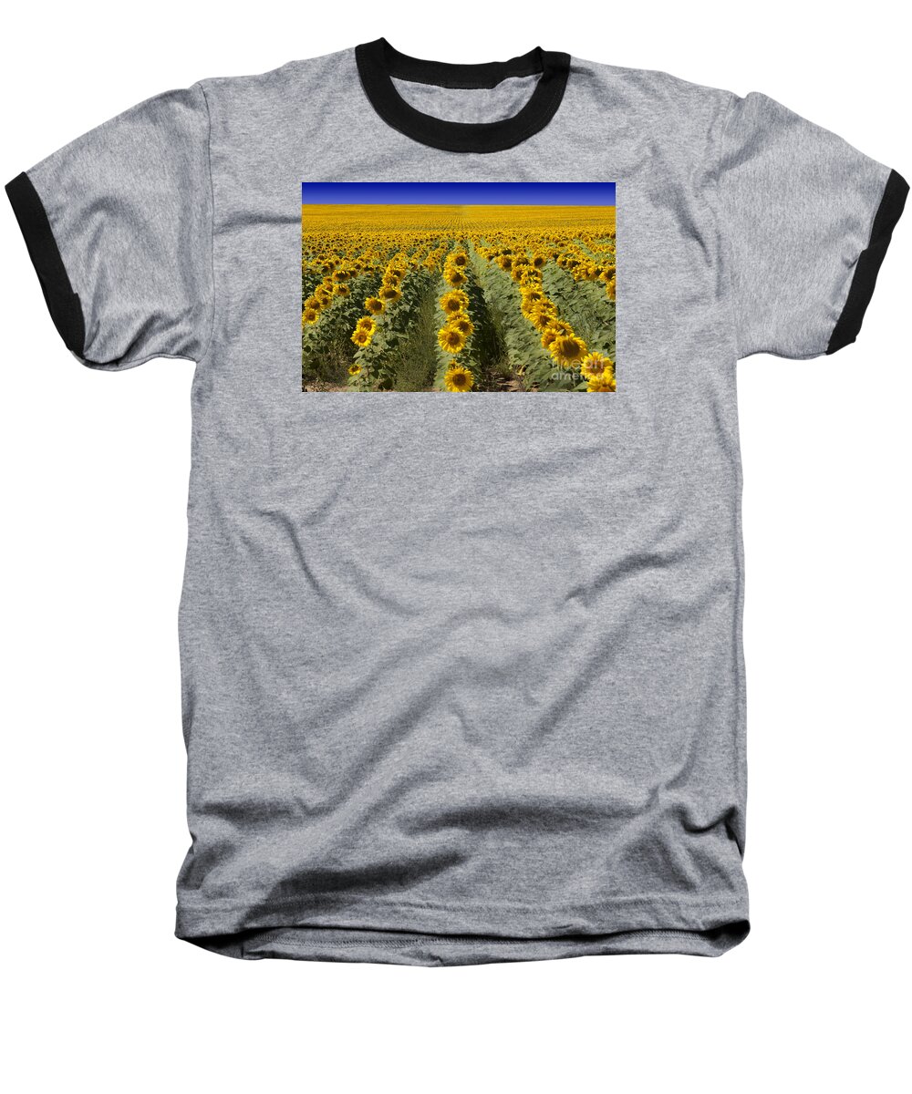 Agribusiness Baseball T-Shirt featuring the photograph Sunflower Field by Juli Scalzi