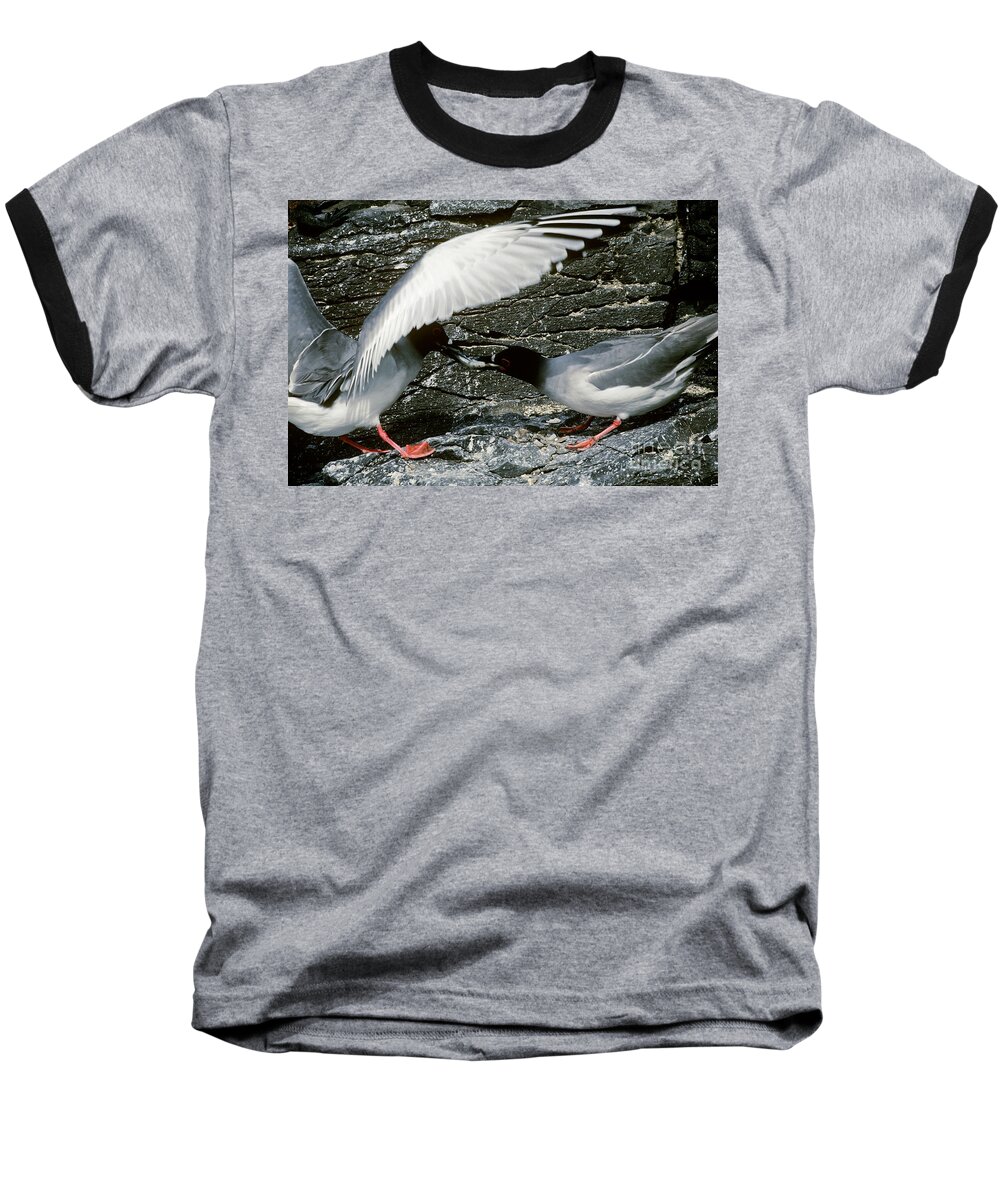 Swallow-tailed Baseball T-Shirt featuring the photograph Swallow-tailed Gulls by Art Wolfe
