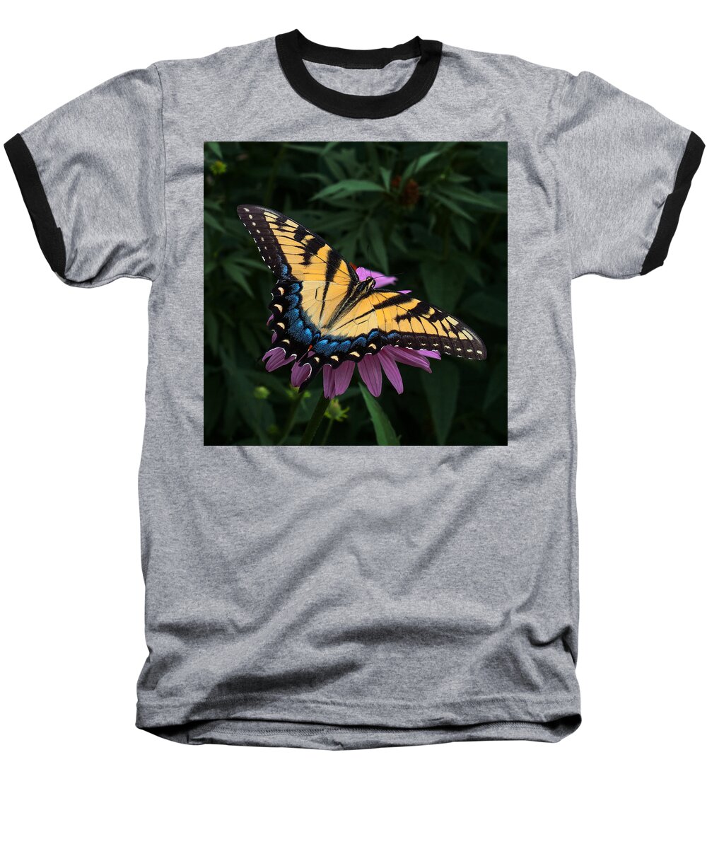 Butterfly Baseball T-Shirt featuring the photograph Swallowtail by Don Spenner