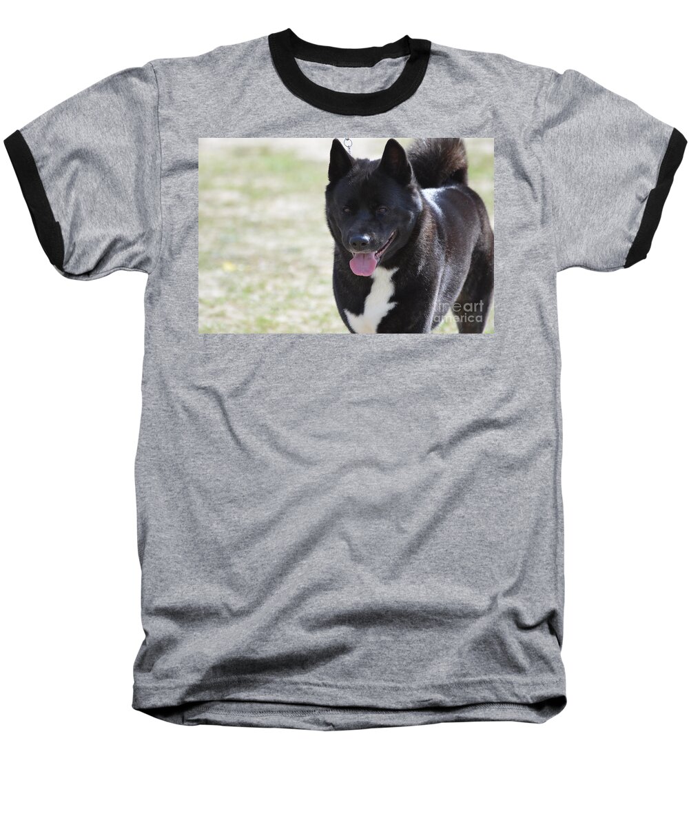 Akita Baseball T-Shirt featuring the photograph Sweet Akita Dog by DejaVu Designs