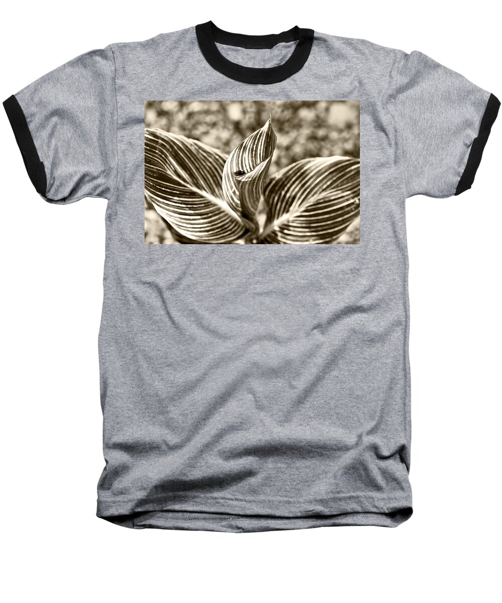 Botanical Baseball T-Shirt featuring the photograph Swirls and Stripes by Melinda Ledsome