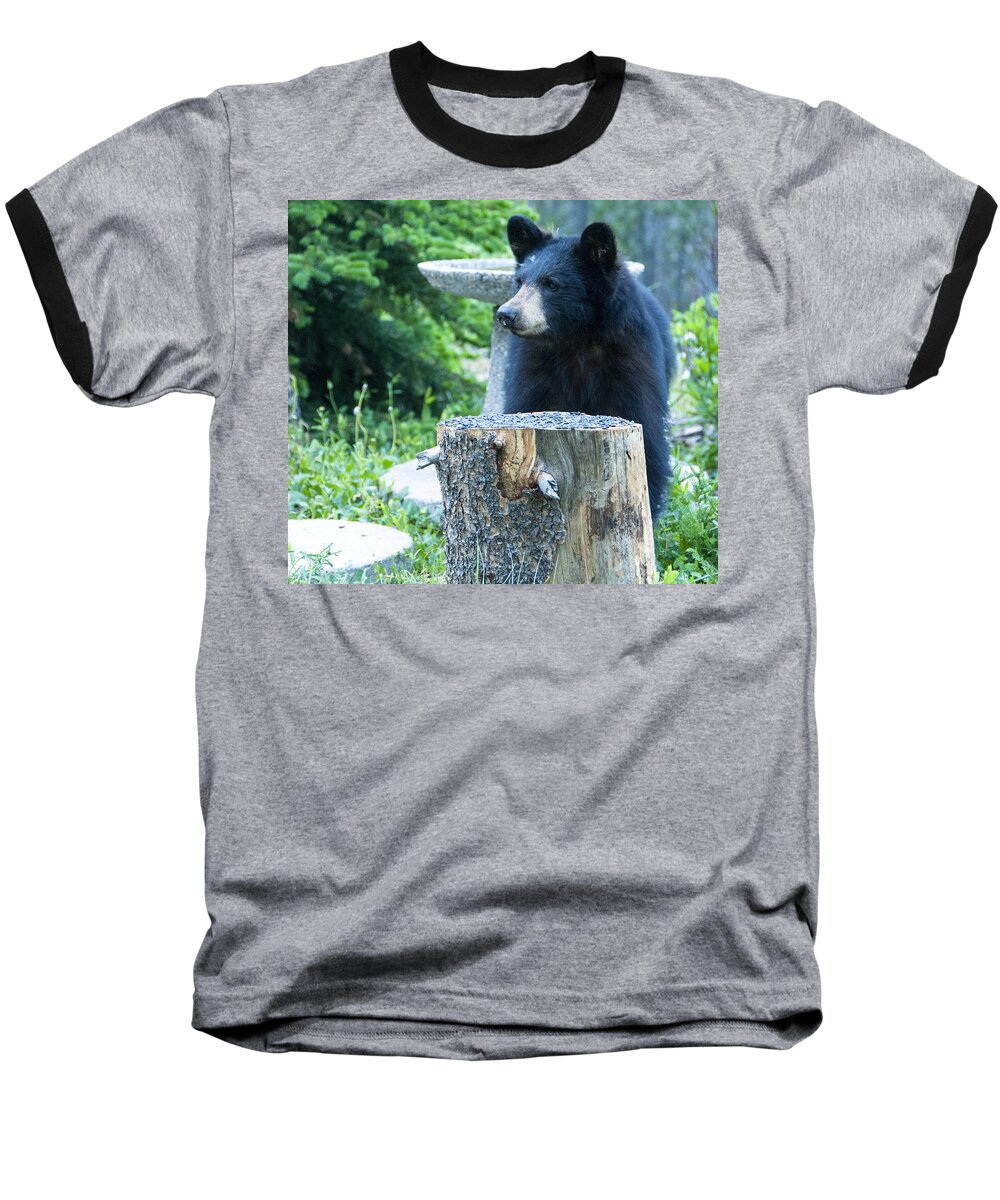 Black Bear Baseball T-Shirt featuring the photograph The Cub that Came for Lunch 2 by Matt Swinden