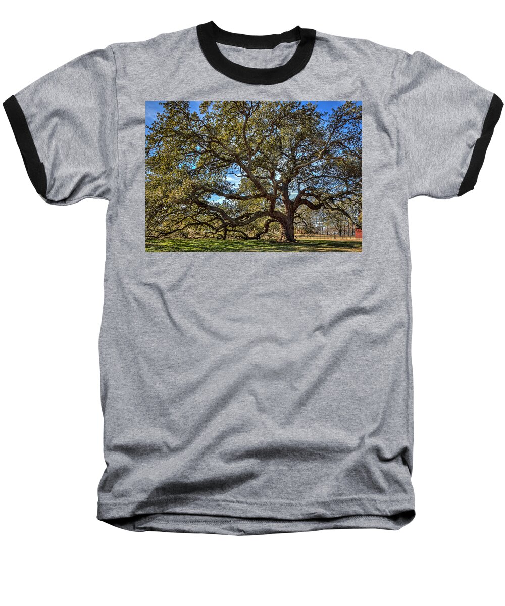 Emancipation Oak Baseball T-Shirt featuring the photograph The Emancipation Oak Tree at HU by Jerry Gammon