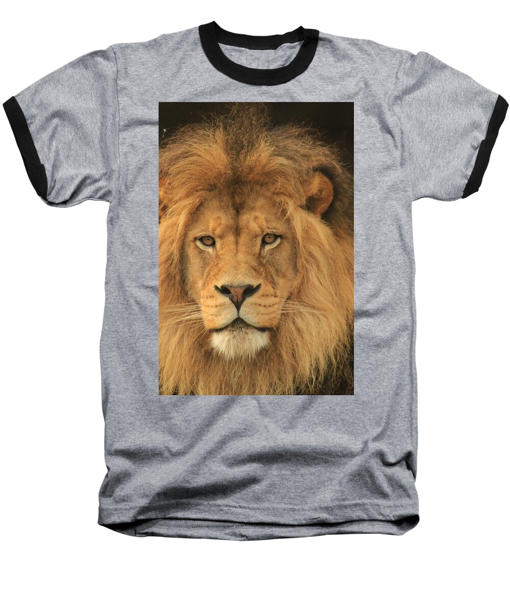 Lion Baseball T-Shirt featuring the photograph The Glory of a King by Laddie Halupa