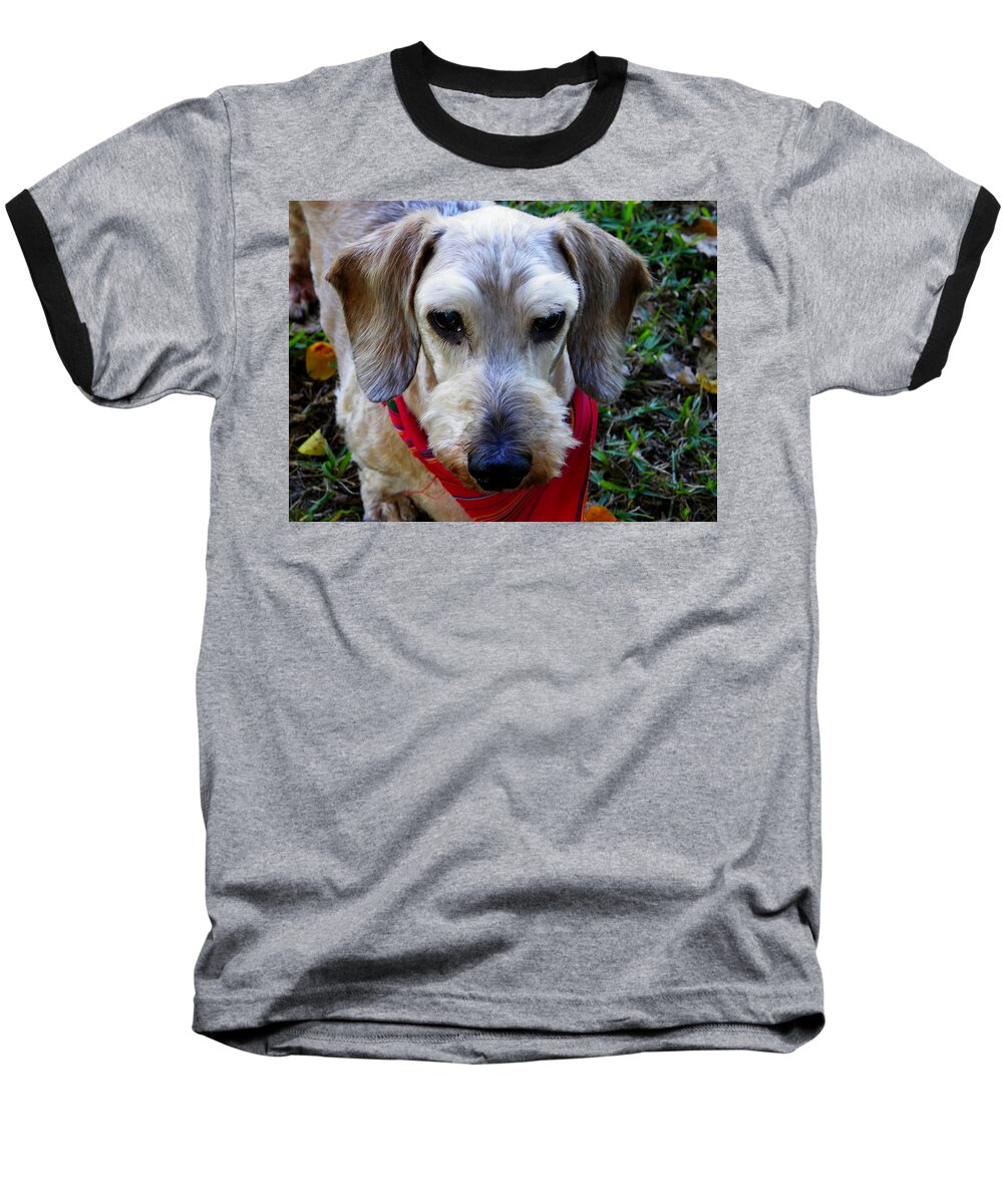 Dog Baseball T-Shirt featuring the photograph The Old Man by Judy Wanamaker