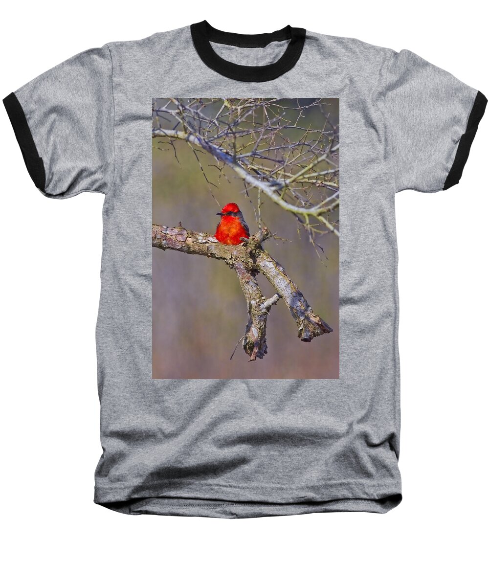 Vermilion Flycatcher Baseball T-Shirt featuring the photograph The Scarlet Letter by Gary Holmes