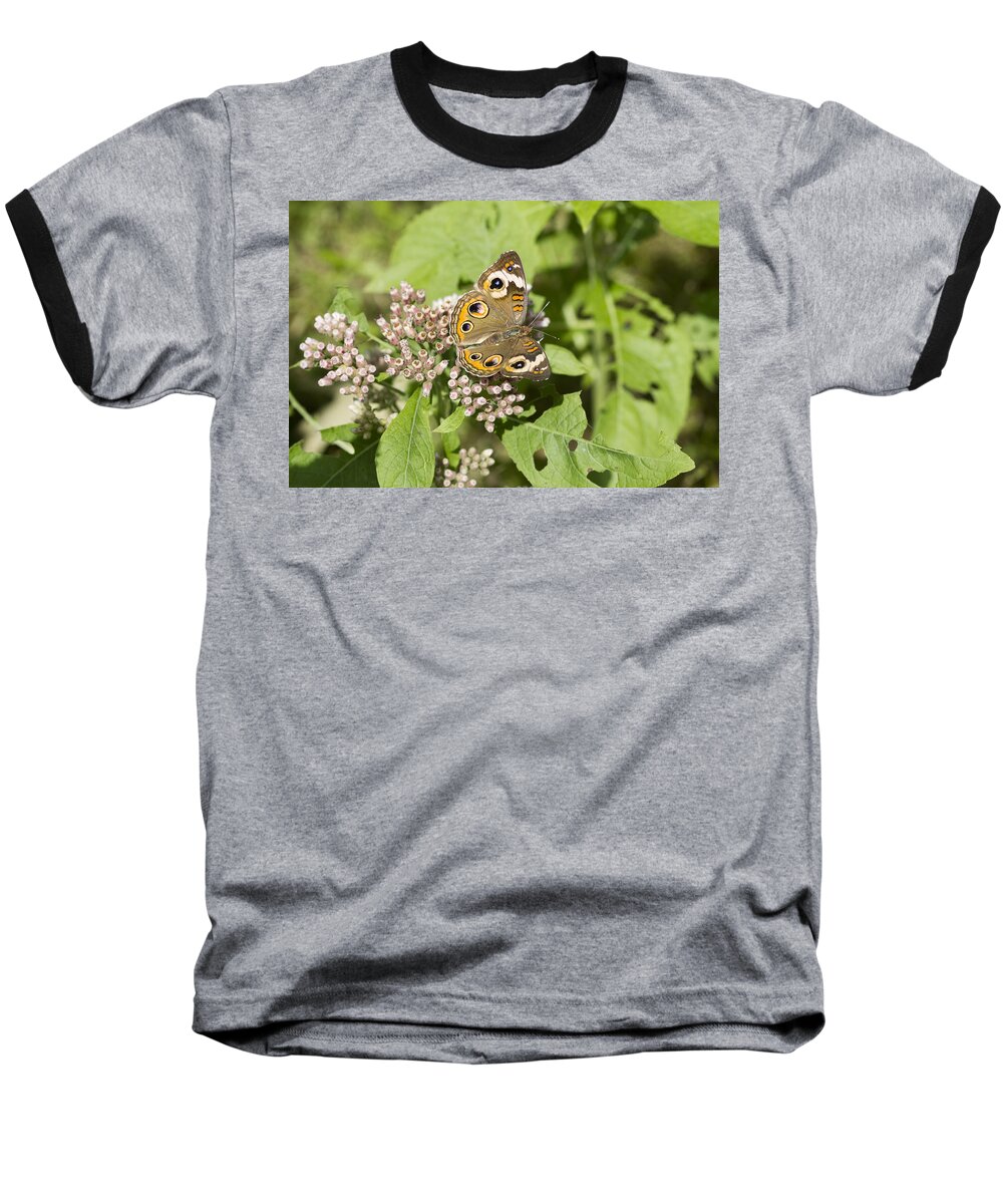 Junonia Coenia Baseball T-Shirt featuring the photograph The World of the Buckeye Butterfly by Kathy Clark