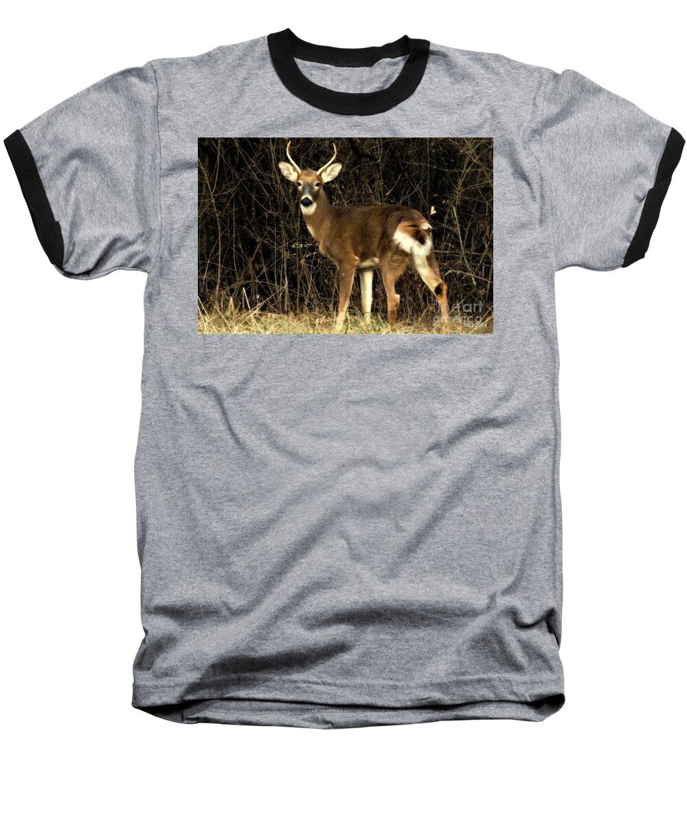 Deer Baseball T-Shirt featuring the photograph The Young One by Tami Quigley