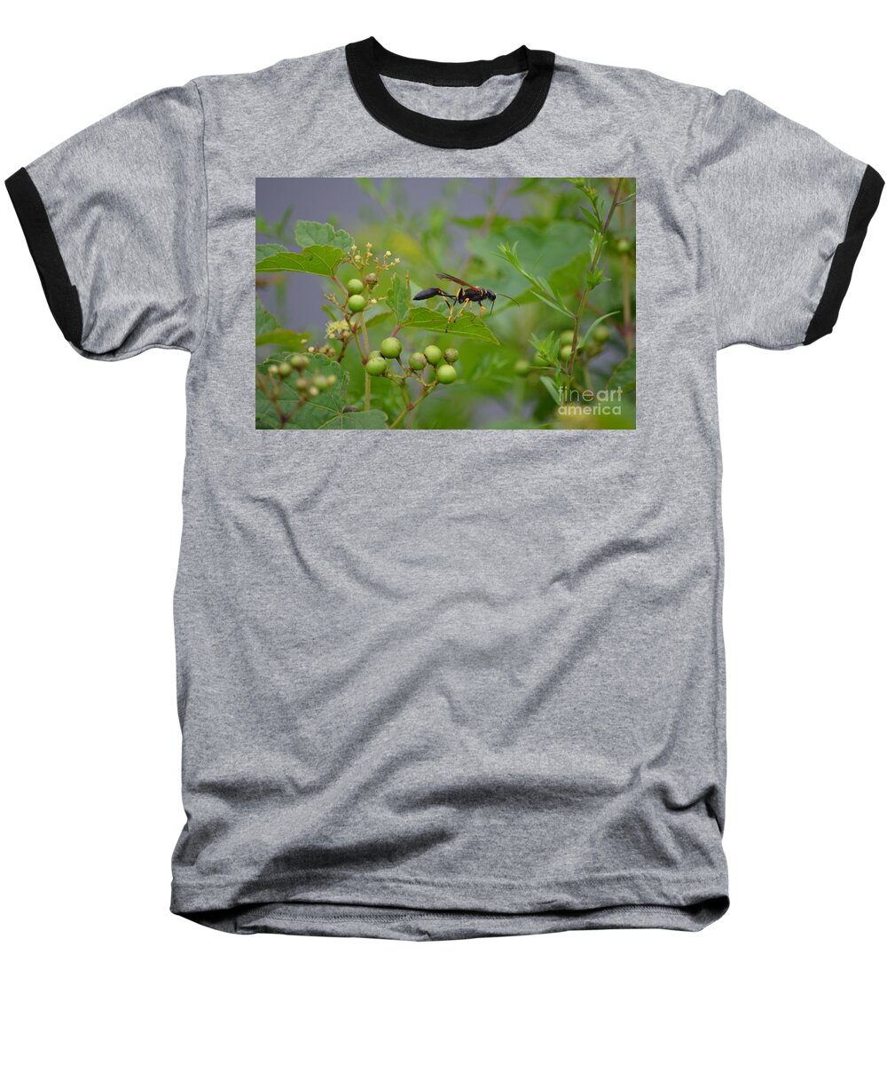 Insect Baseball T-Shirt featuring the photograph Thread-waist Wasp by James Petersen