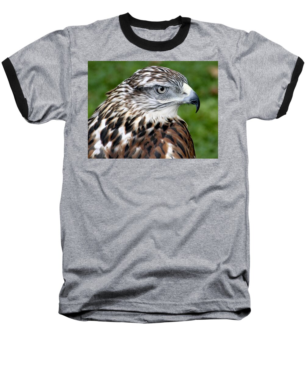 Hawk Baseball T-Shirt featuring the photograph The Threat of a Predator Hawk by Bob Slitzan