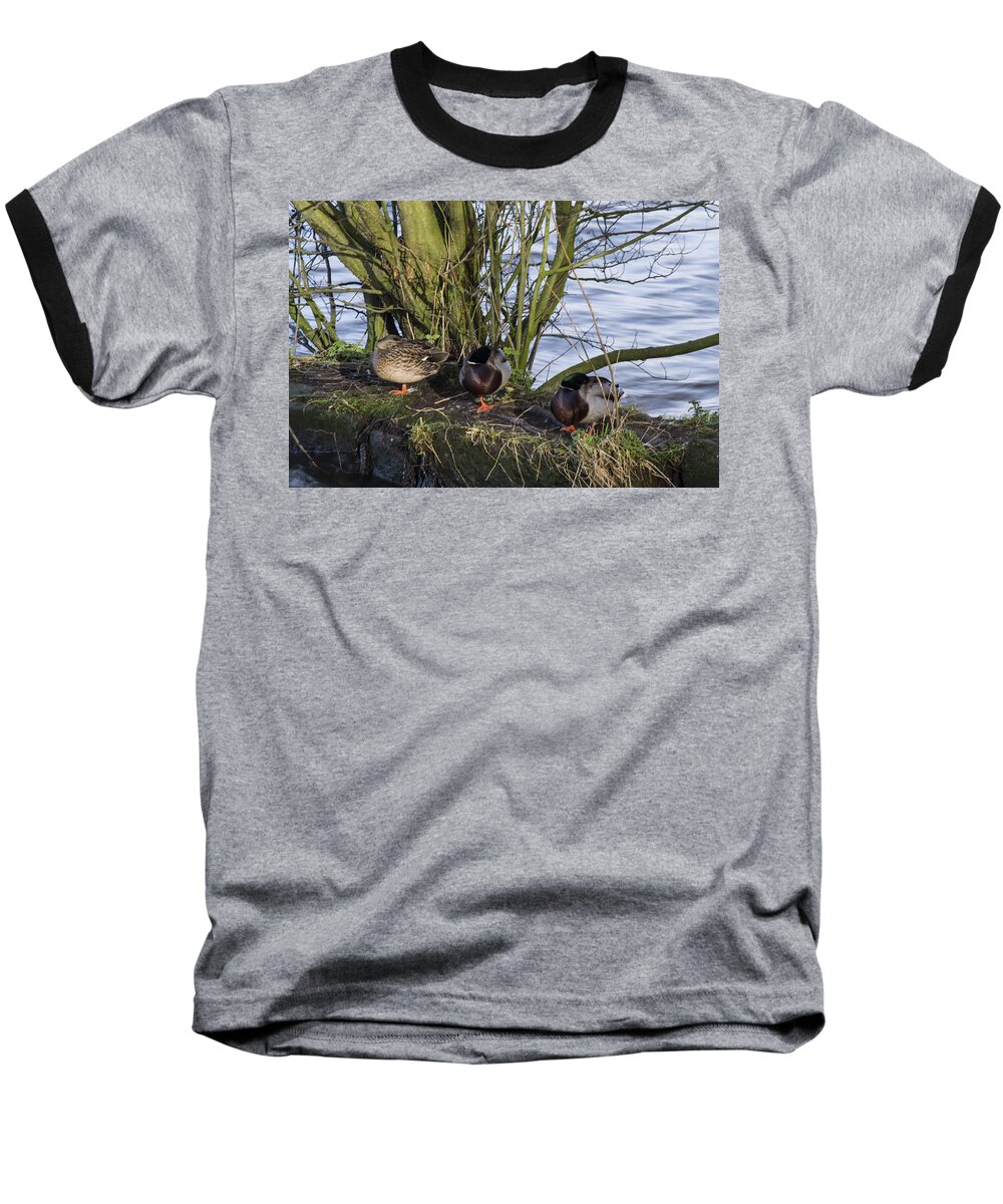 Duck Baseball T-Shirt featuring the photograph Three In A Row by Spikey Mouse Photography