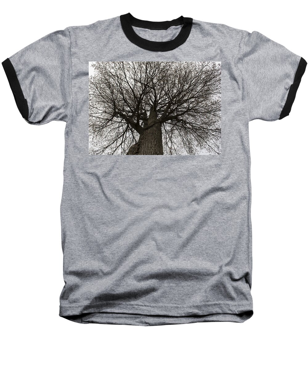 Tree Baseball T-Shirt featuring the photograph Tree Web by Jatin Thakkar